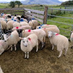 Organic Store Lambs