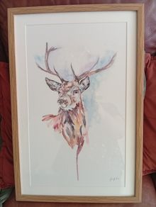 Picture of a Stag Deer