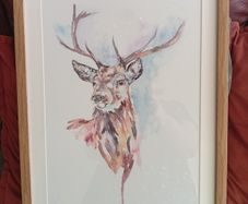 Picture of a Stag Deer