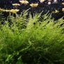 Aquarium plants for sale Image 5