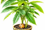 avocado tree