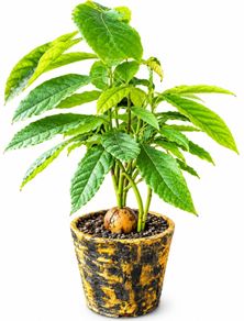 avocado tree