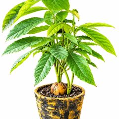 avocado tree
