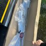Ford Transit Custom 2024 Image 4