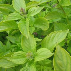 (B) Basil Mrs Burns seeds 0.3g (210398)