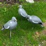 decoys Image 4