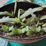 Houseplant- Gasteria Image 5