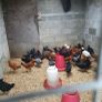 Point of lay pullets/hens Image 9