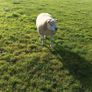 PB  Texel  Ram Image 7