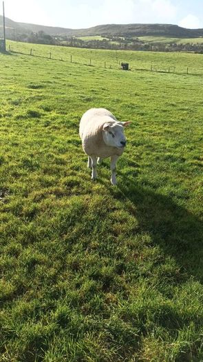 PB  Texel  Ram
