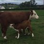 PBR Hereford Image 3