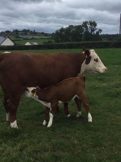 PBR Hereford