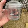 kilner Jars x 12 Image 2