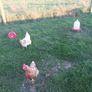 Coops and hen's Image 6