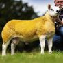 Texel ewe lambs & gimmers for sale privately Image 9