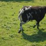 Dutch Spotted Hoggett Rams Image 10