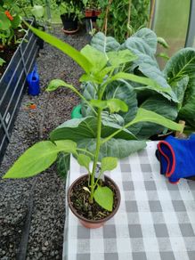 pepper plant