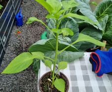 pepper plant