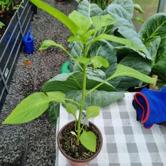 pepper plant