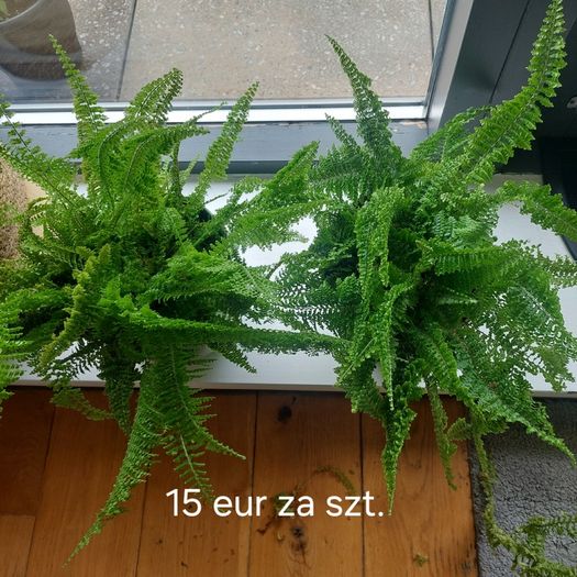 Plants