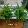 Plants Image 4