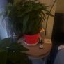 Plants Image 2