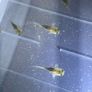 Premium Axolotl Juveniles Image 9