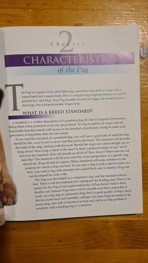 The Pug By Susan. M. Ewing. Wayne Hunthausen, D. V. M. Consulting Vetenary Editor. Large Volume Book In Very Good Condition.
