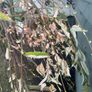 weeping willow Image 3