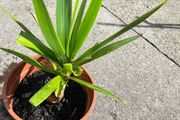 plant