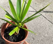 plant