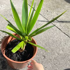 plant
