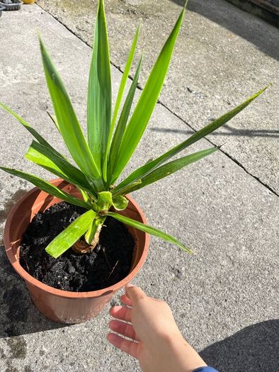 plant