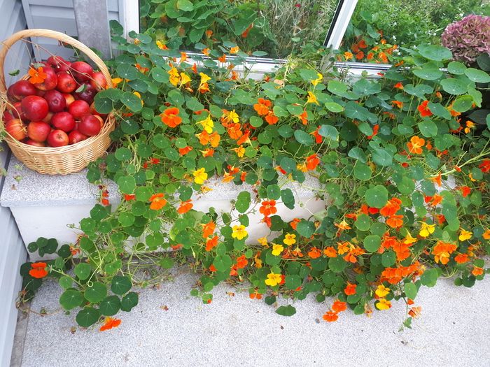 Nasturtium Seeds