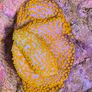 Montipora corals Image 4