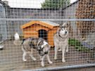 Heavy duty dog kennels all sizes Image 3