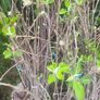 apple trees Image 8