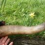 Antique Taxidermy Buffalo Horns (40") Image 10