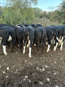 Store Heifers