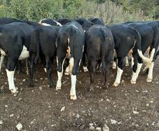 Store Heifers
