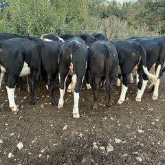 Store Heifers