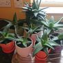 Houseplant- Zebra Haworthia Image 2