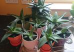 Houseplant