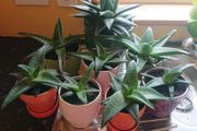Houseplant