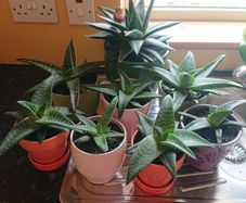 Houseplant