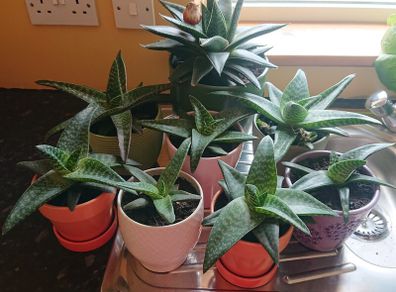 Houseplant