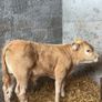 Super charlois bull runner Image 4