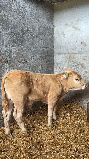 Super charlois bull runner