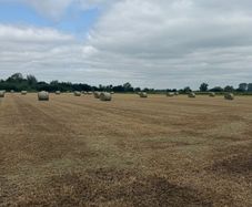 Top quality Hay
