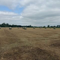 Top quality Hay